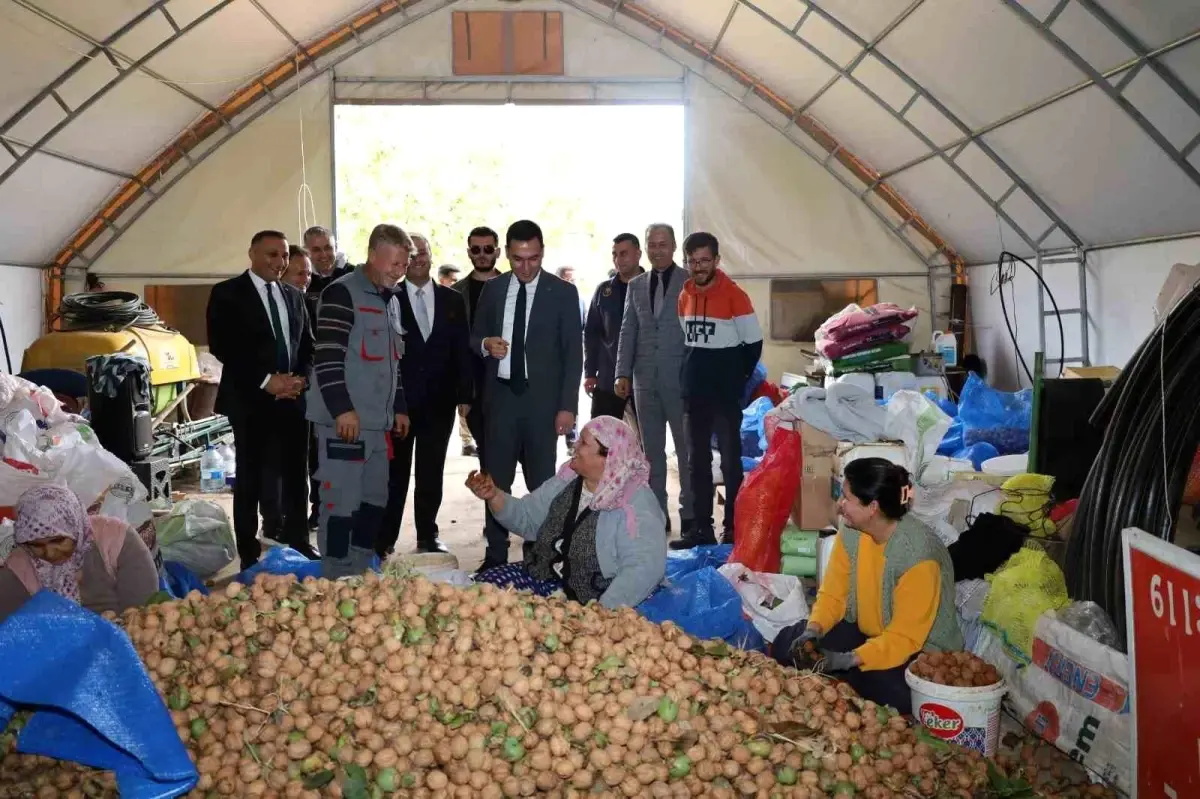 dinarda ceviz hasadi basladi KM7QF2FT.jpg