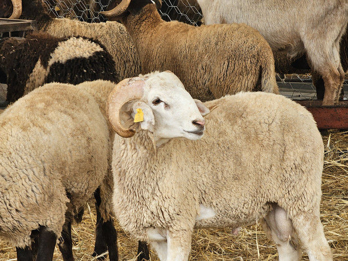 2026 Kurban Bayramı ne zaman? Kurban Bayramı hangi günlere geliyor, kaç gün tatil?