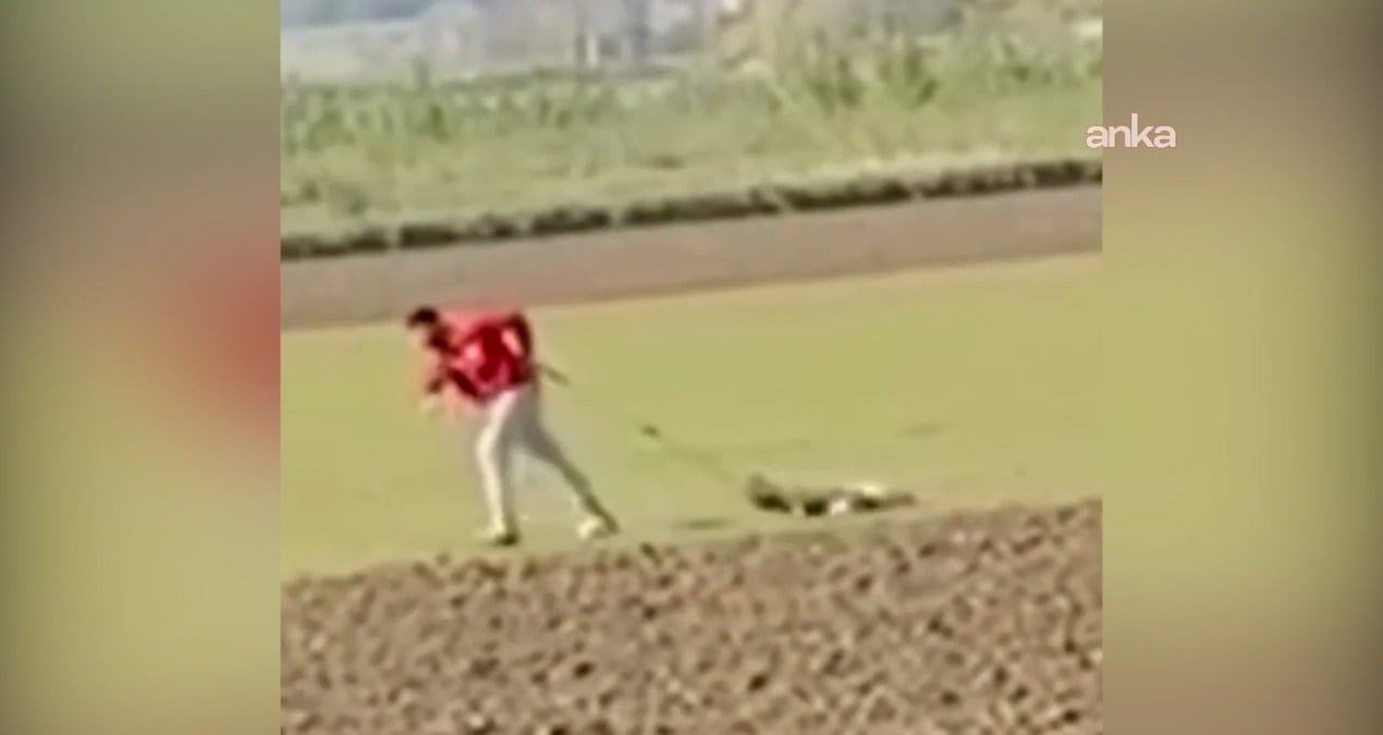 Belediye personeli sokak köpeğine eziyet ederken yakalandı