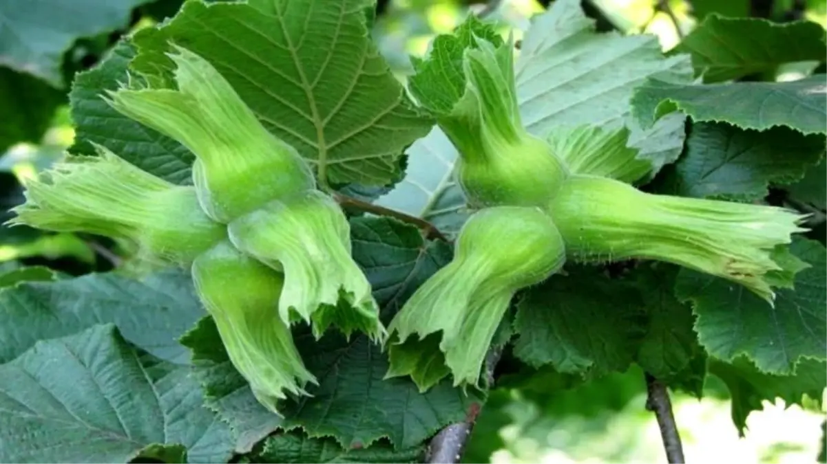 Düzce’den Fındık İhracatı