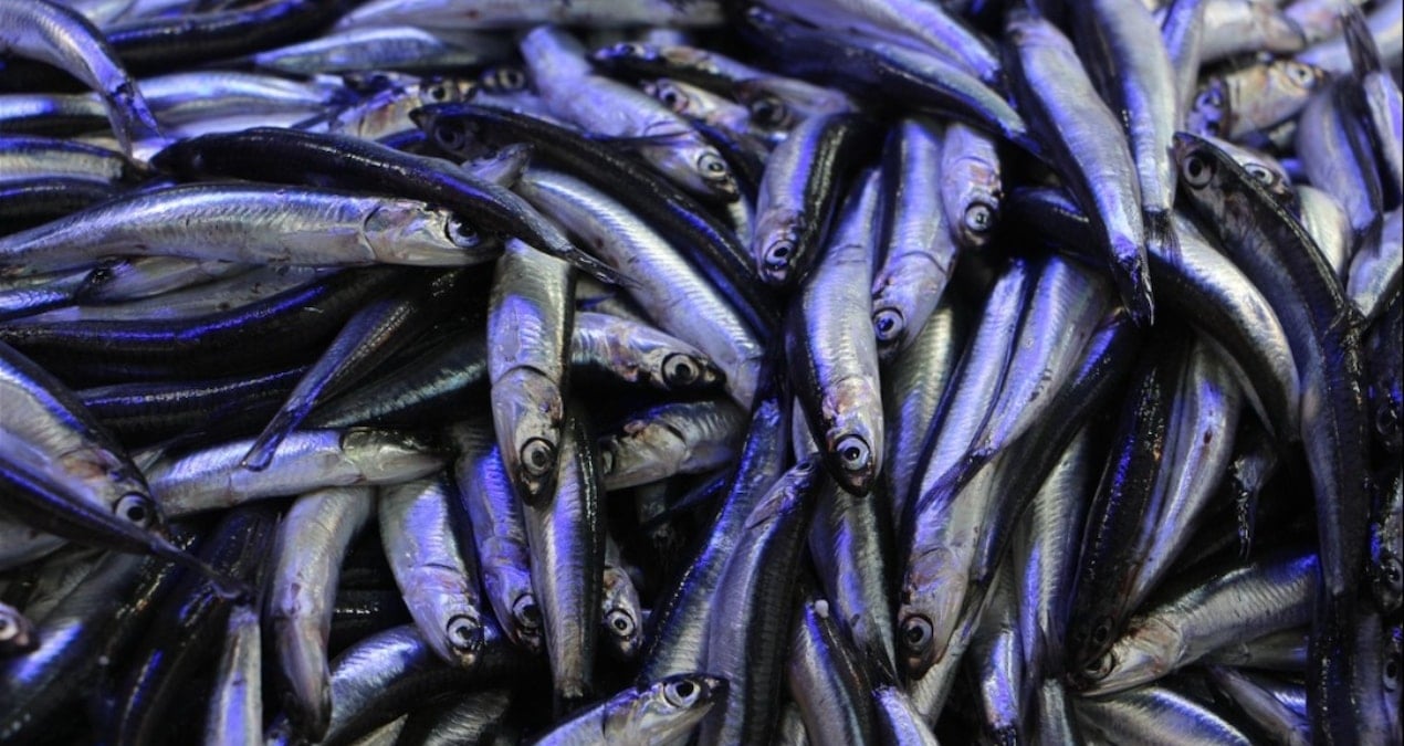 Hava soğudu, balık tezgahları hamsi ile doldu