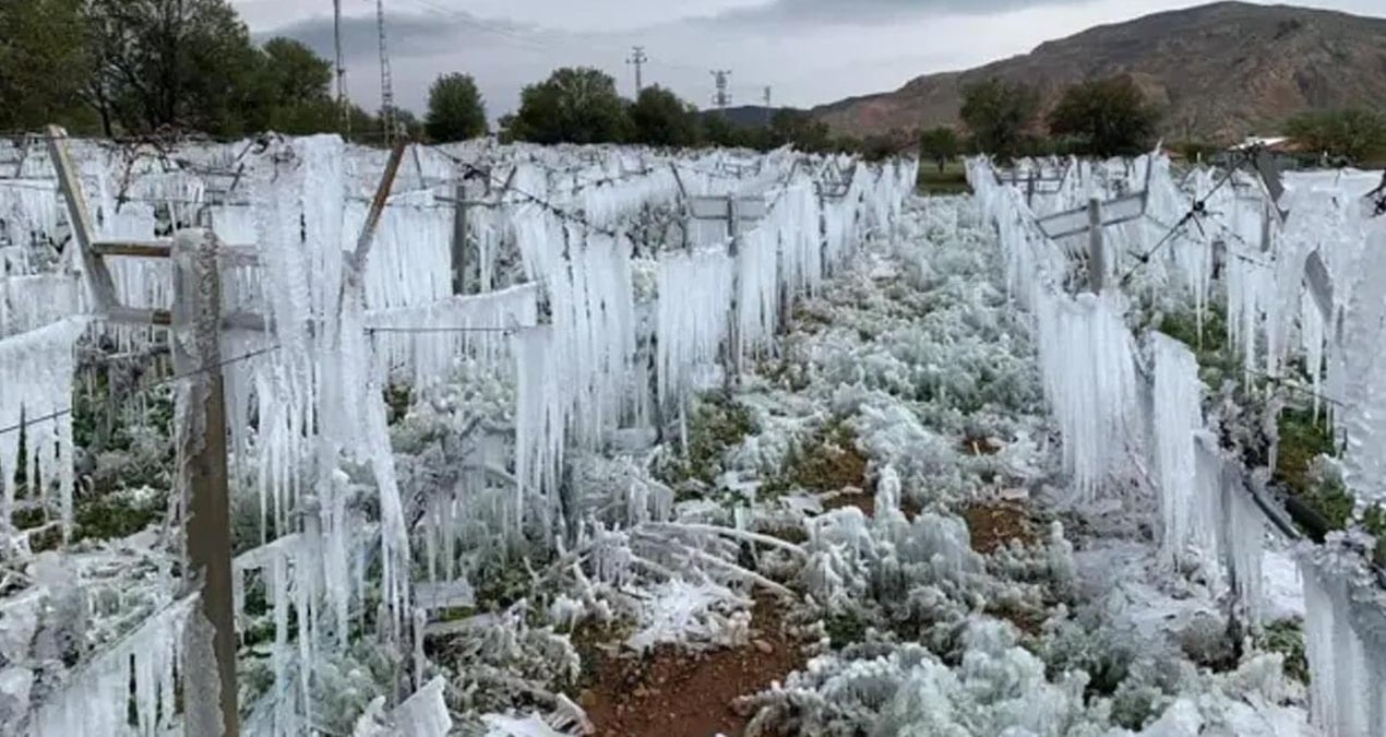 Zirai dondan etkilenen çiftçilere yeni ödeme