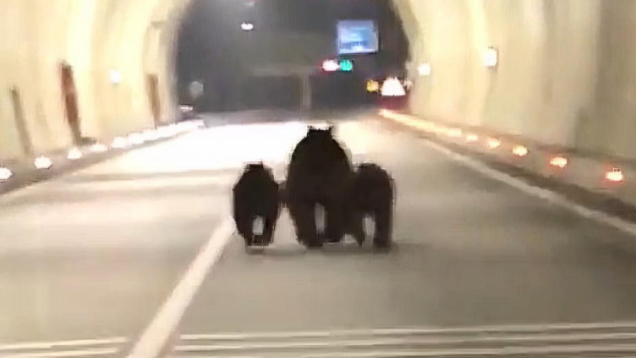 Amasra’da tünelde 3 ayı sürprizi