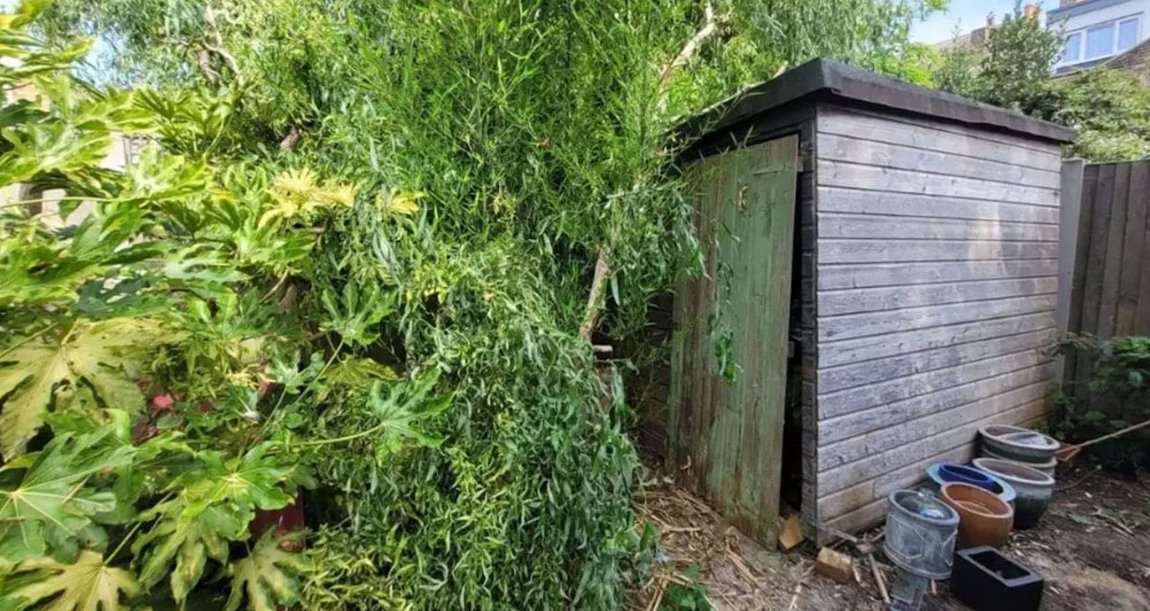 Bahçesindeki bitki kontrolden çıktı: Evin her yerini kaplayıp tonla borca soktu