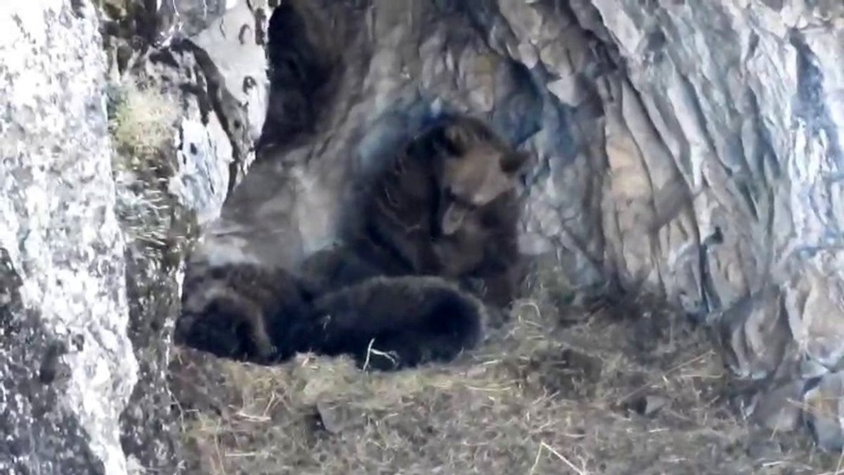 Erzurum’da ayıların kış uykusu mesaisi başladı