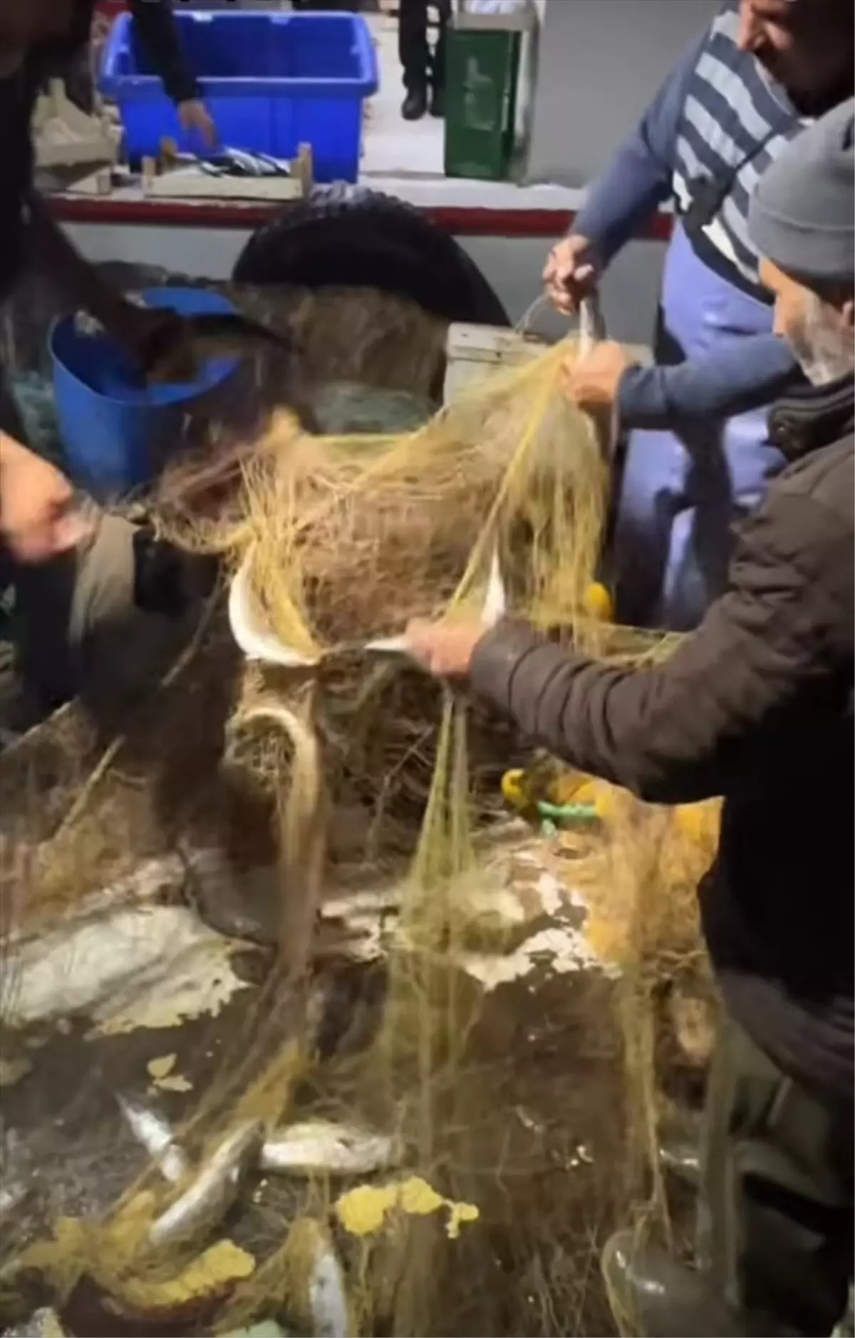 İğneada’da Palamut Bolluğu