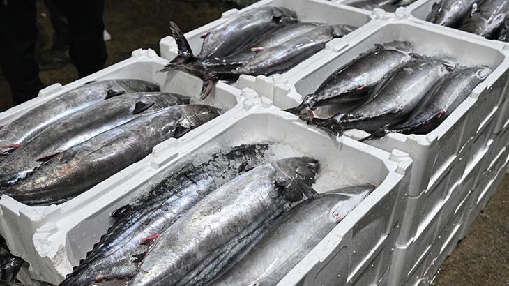 Marmara Denizi'nde torik bolluğu