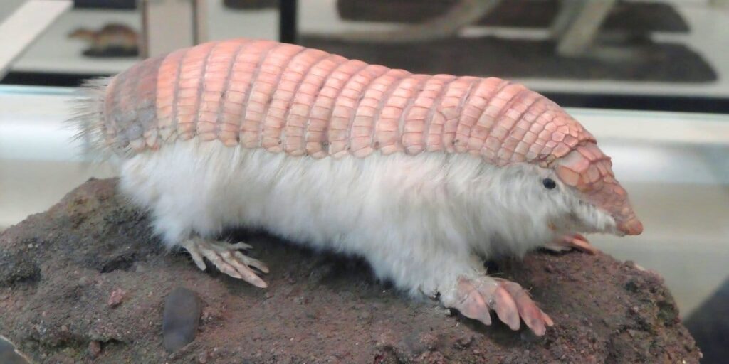 pembecik-peri-geri-dondu-5P6MObQE