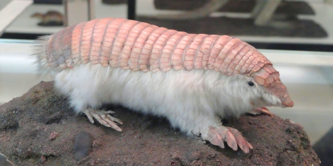 “Pembe Peri Armadillosu Yeniden Keşfedildi”