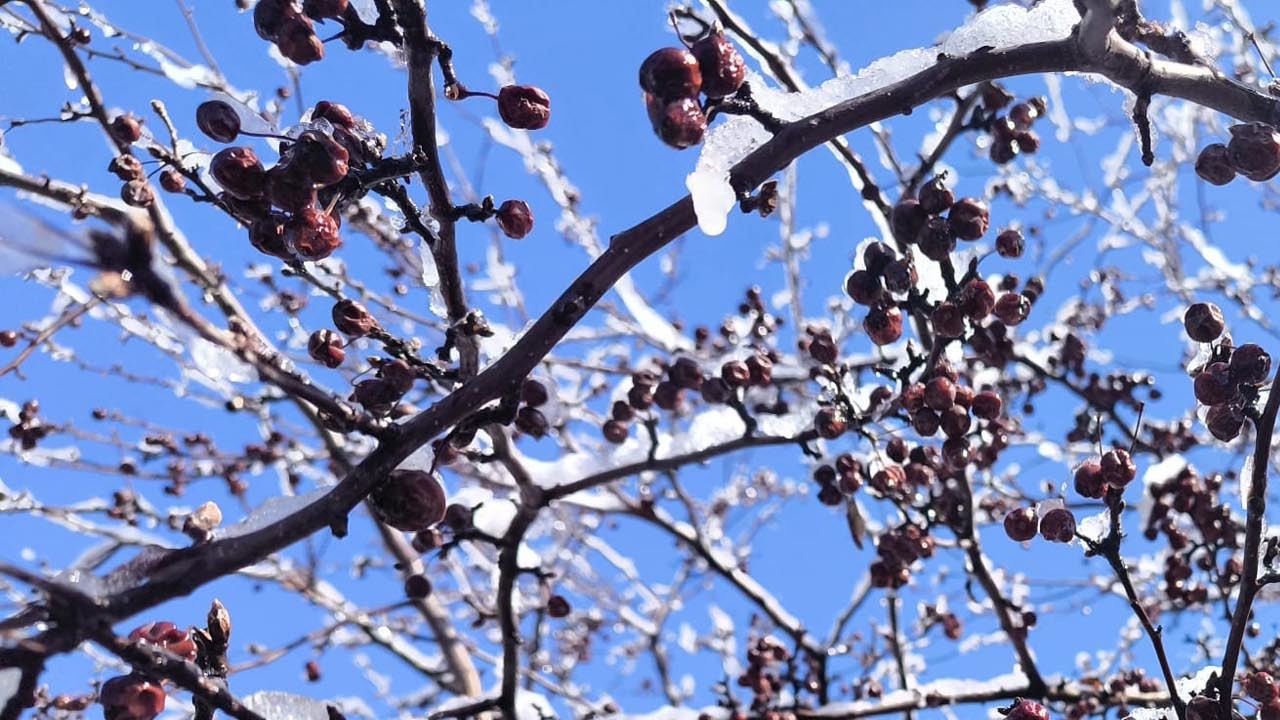 Kars’ta Nisan Ayında Kış Sürprizi: Sarıkamış Beyaz Örtüyle Kaplandı
