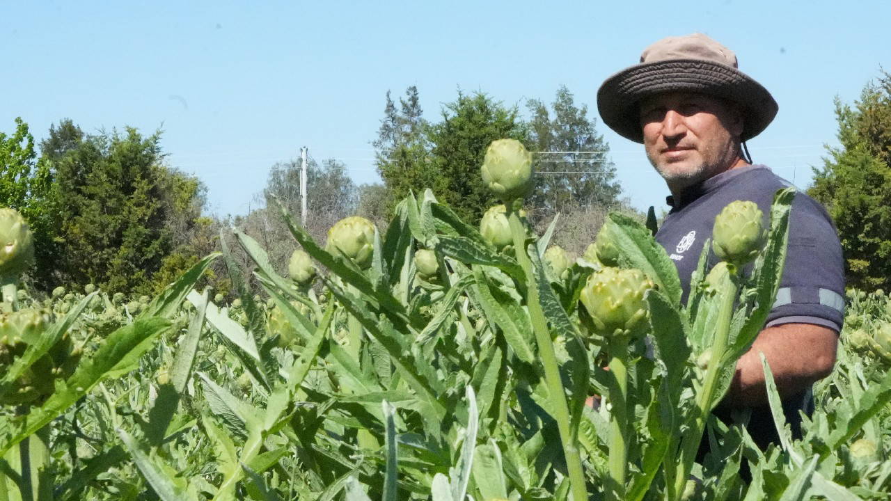 Ege’nin Şifa Kaynağı Sakız Enginarı: Tarlada 30, Pazarda 50 Lira