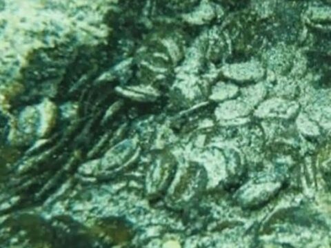 Akdenizin dibinden 50 bin tanesi cikarildi iJXKCWGF