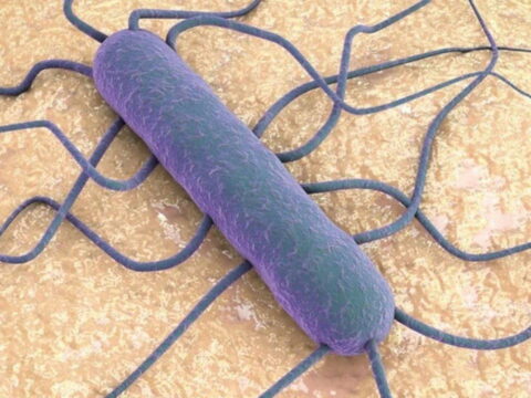 Listeria bakterisi nedir listeria bakterisi nasil bulasir hangi gidalarda olur 6LfgHDbJ