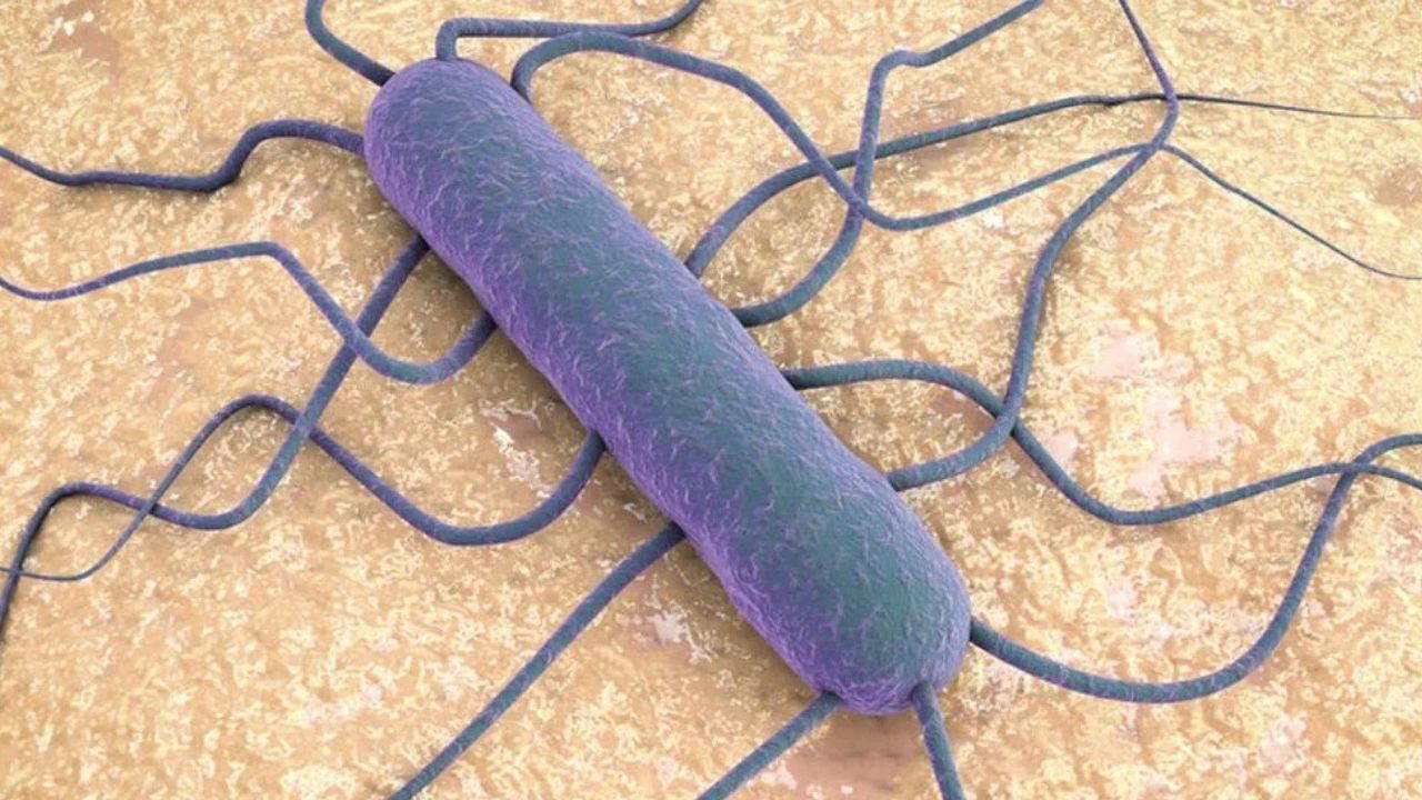 Listeria bakterisi nedir listeria bakterisi nasil bulasir hangi gidalarda olur 6LfgHDbJ
